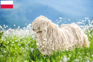 Lees meer over het artikel Puli fokkers en pups in Polen
