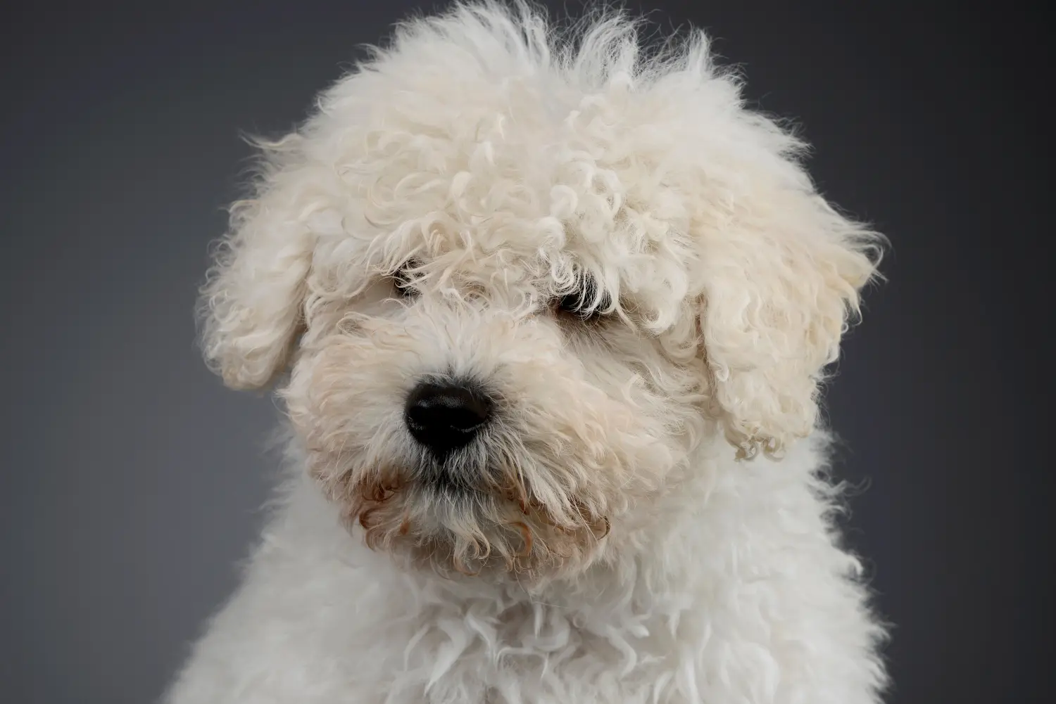 Een Puli puppy kopen betekent verantwoordelijkheid nemen! Puli puppy's kopen.