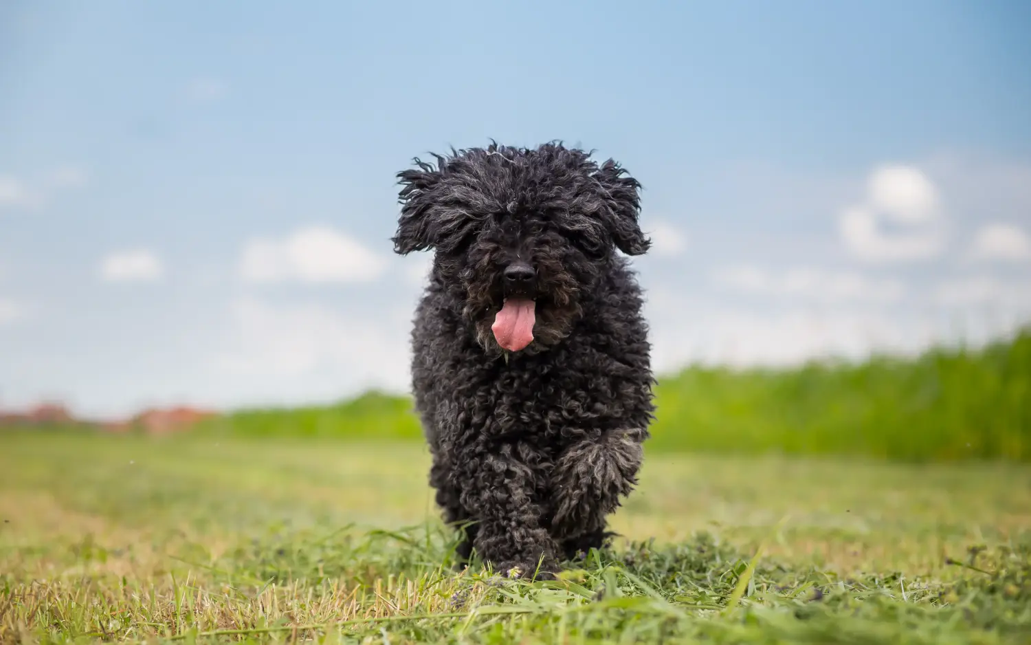 Een Puli puppy kopen betekent verantwoordelijkheid nemen! Puli puppy's kopen.