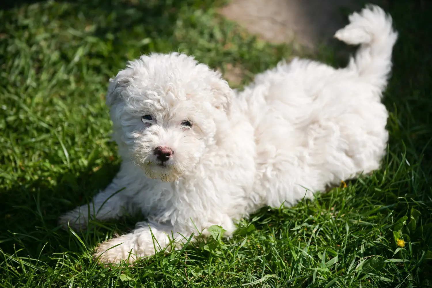 Een Puli puppy kopen betekent verantwoordelijkheid nemen! Puli puppy's kopen.