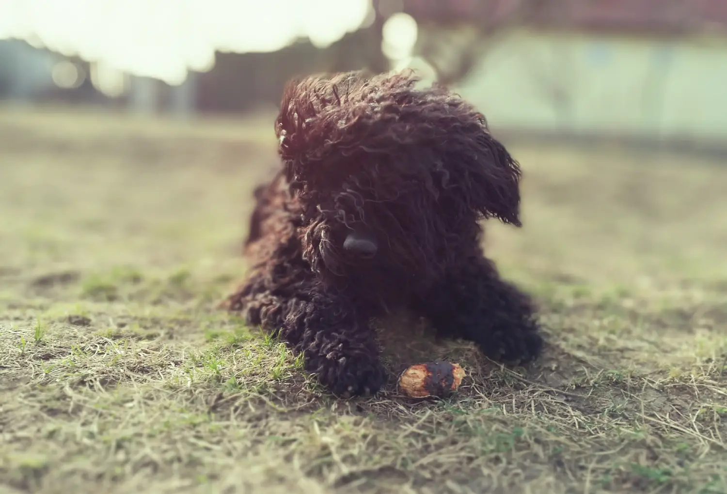 Een Puli puppy kopen betekent verantwoordelijkheid nemen! Puli puppy's kopen.