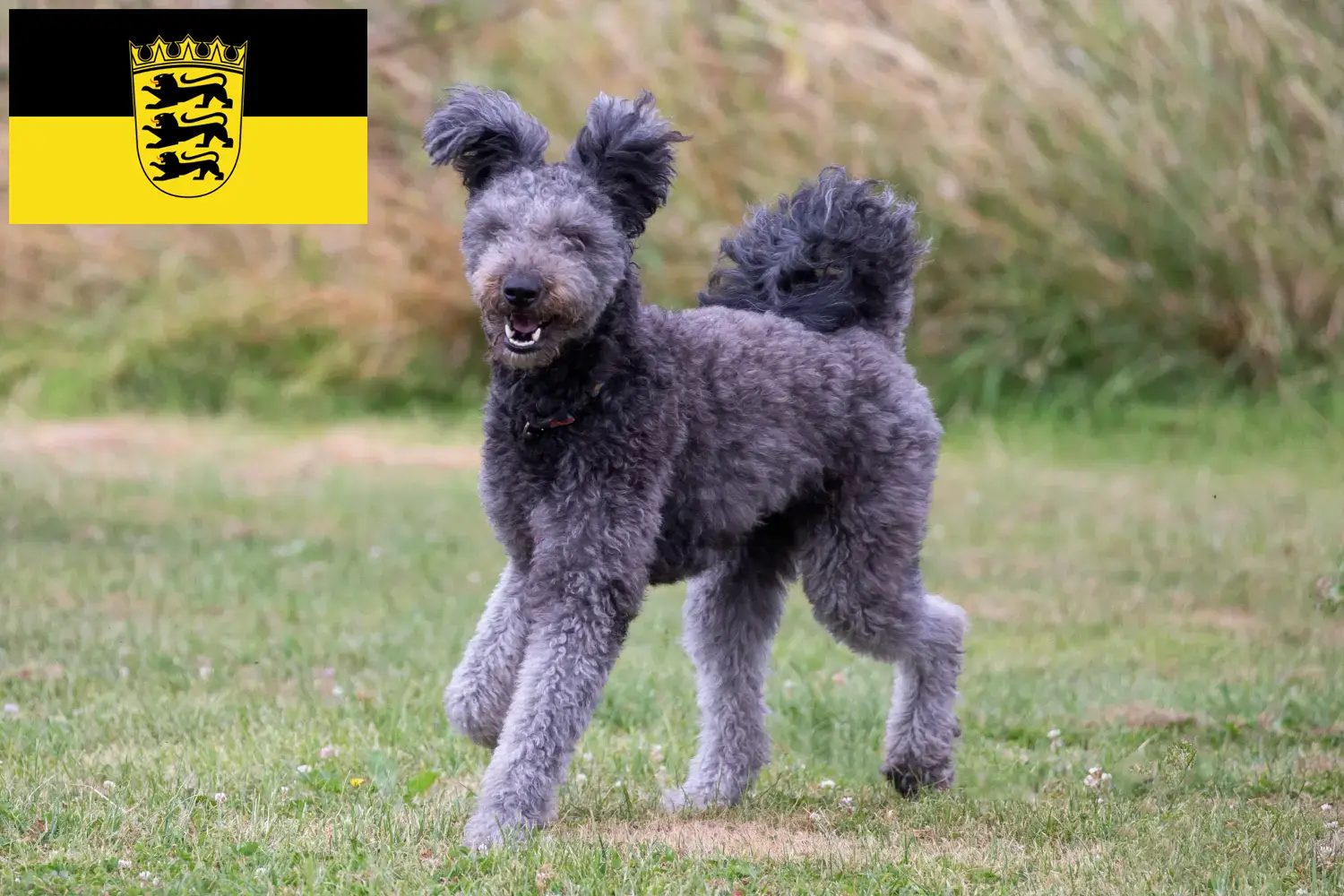 Pumi pups en fokkers Baden-Württemberg Hier vind je Pumis-fokkers in Baden-Württemberg.