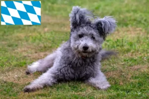Lees meer over het artikel Pumi fokkers en puppies in Beieren