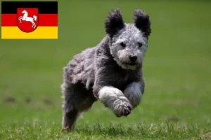 Lees meer over het artikel Pumi fokkers en pups in Nedersaksen