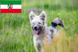 Lees meer over het artikel Pumi fokkers en pups in Noordrijn-Westfalen