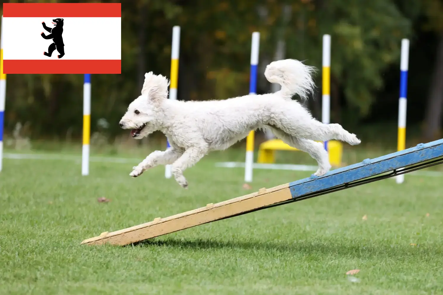 Pumi pups en fokker Berlijn Hier vind je Pumi fokkers in Berlijn.