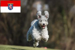 Lees meer over het artikel Pumi-fokkers en puppies in Hessen