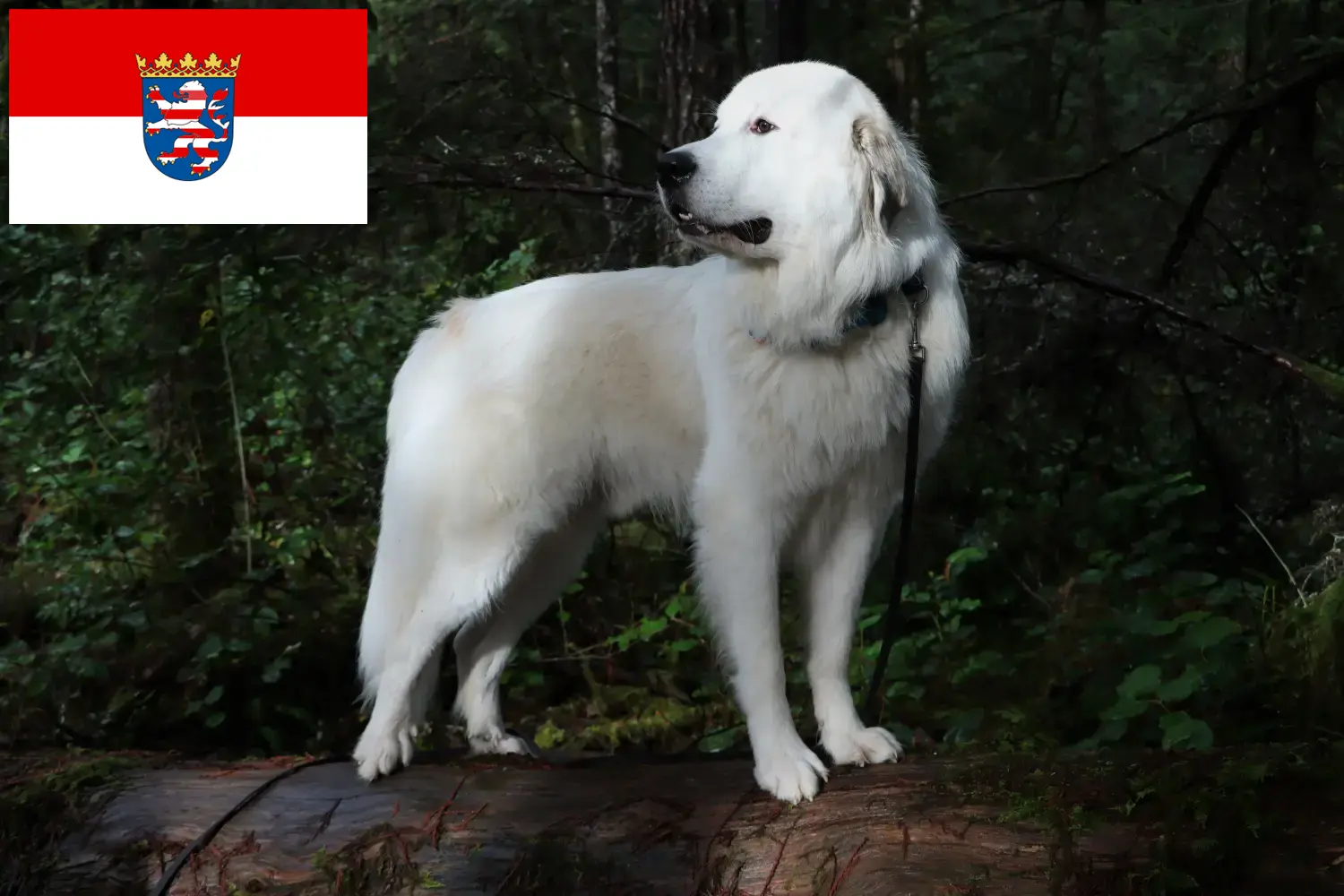 Lees meer over het artikel Pyreneese Berghond Fokker en Puppies in Hessen