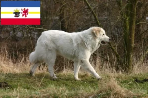 Lees meer over het artikel Pyreneese Berghond Fokker en Puppies in Mecklenburg-Vorpommern