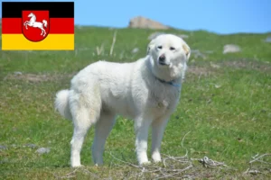 Lees meer over het artikel Pyreneese Berghondenfokker en Puppies in Nedersaksen