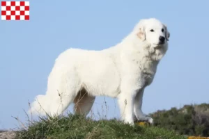 Lees meer over het artikel Pyreneese Berghondenfokkers en puppies in Noord-Brabant
