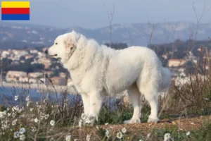 Lees meer over het artikel Pyreneese Berghond fokkers en pups in Noord-Holland