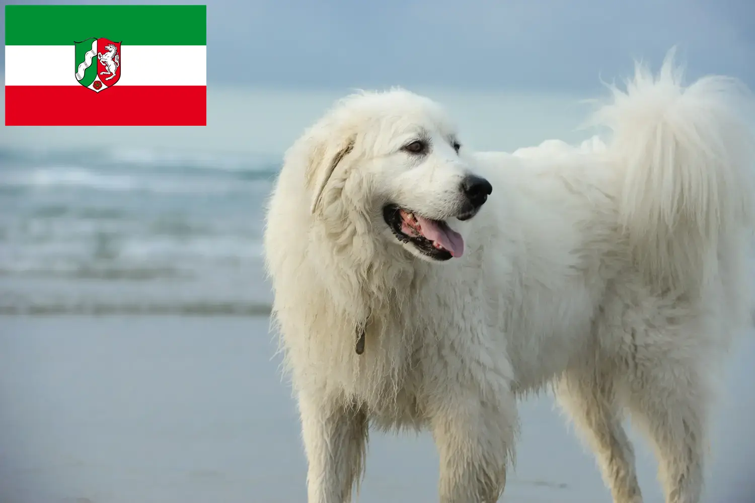 Pyreneese Berghond pups en fokkers Noordrijn-Westfalen Hier vind je fokkers van Pyreneese Berghonden in Noordrijn-Westfalen.