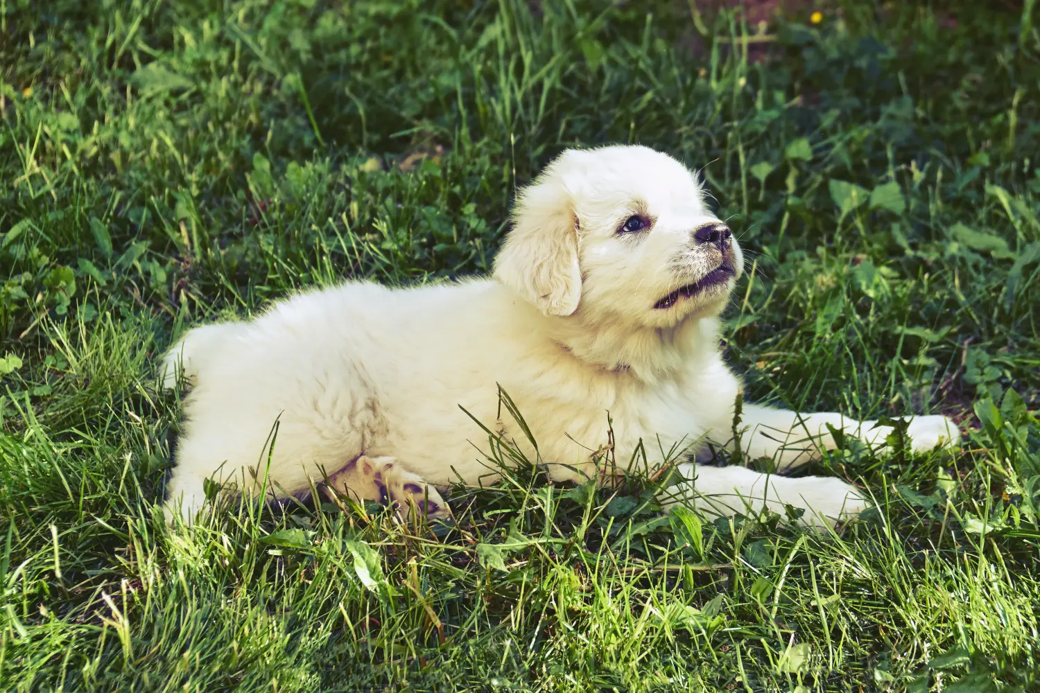 Een Pyreneese Berghond puppy kopen betekent verantwoordelijkheid nemen! Pyreneese Berghond puppy's kopen.