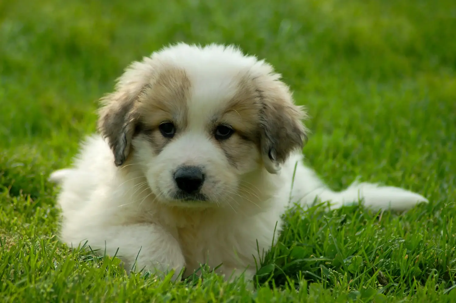 Een Pyreneese Berghond puppy kopen betekent verantwoordelijkheid nemen! Pyreneese Berghond puppy's kopen.