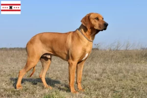 Lees meer over het artikel Rhodesian Ridgeback fokkers en pups in Drenthe