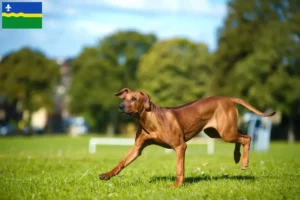 Lees meer over het artikel Rhodesian Ridgeback fokkers en pups in Flevoland