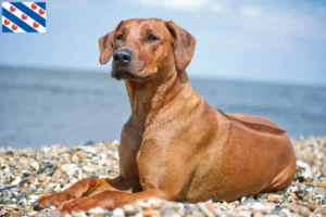 Lees meer over het artikel Rhodesian Ridgeback fokkers en pups in Friesland