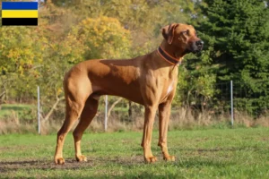 Lees meer over het artikel Rhodesian Ridgeback fokkers en pups in Gelderland