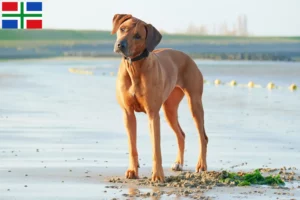 Lees meer over het artikel Rhodesian Ridgeback fokker en pups in Groningen