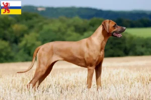 Lees meer over het artikel Rhodesian Ridgeback fokker en pups in Limburg