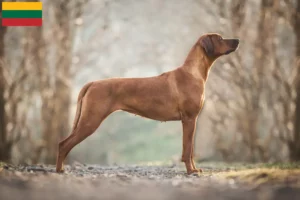 Lees meer over het artikel Rhodesian Ridgeback fokkers en pups in Litouwen