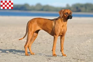 Lees meer over het artikel Rhodesian Ridgeback fokkers en pups in Noord-Brabant