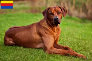 Lees meer over het artikel Rhodesian Ridgeback fokkers en pups in Noord-Holland