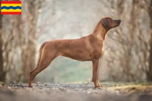 Lees meer over het artikel Rhodesian Ridgeback fokkers en pups in Overijssel