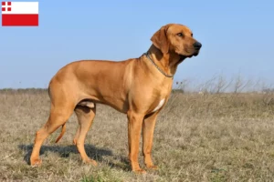 Lees meer over het artikel Rhodesian Ridgeback fokker en pups in Utrecht