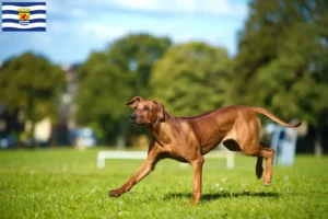 Lees meer over het artikel Rhodesian Ridgeback fokkers en pups in Zeeland