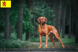 Lees meer over het artikel Rhodesian Ridgeback fokkers en pups in Zuid-Holland