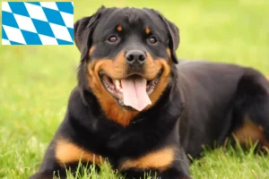 Lees meer over het artikel Rottweiler fokkers en pups in Beieren