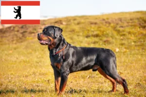 Lees meer over het artikel Rottweiler fokkers en pups in Berlijn