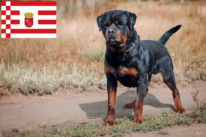 Lees meer over het artikel Rottweiler fokkers en pups in Bremen