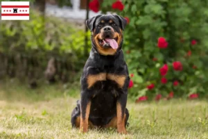 Lees meer over het artikel Rottweiler fokkers en pups in Drenthe