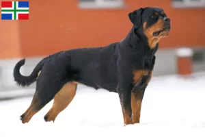 Lees meer over het artikel Rottweiler fokkers en pups in Groningen