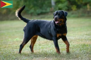 Lees meer over het artikel Rottweiler fokkers en pups in Guyana