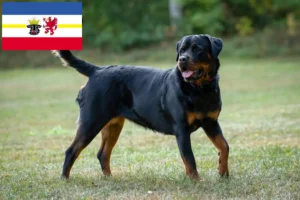 Lees meer over het artikel Rottweiler fokkers en pups in Mecklenburg-Vorpommern