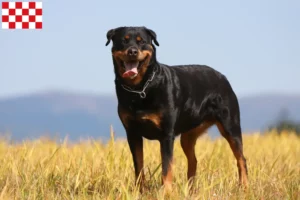 Lees meer over het artikel Rottweiler fokkers en pups in Noord-Brabant