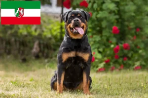 Lees meer over het artikel Rottweiler fokkers en pups in Noordrijn-Westfalen
