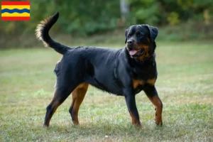 Lees meer over het artikel Rottweiler fokkers en pups in Overijssel