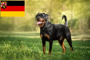 Lees meer over het artikel Rottweiler fokkers en pups in Rijnland-Palts