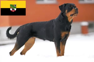 Lees meer over het artikel Rottweiler fokkers en pups in Saksen-Anhalt