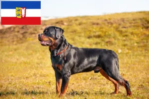 Lees meer over het artikel Rottweiler fokkers en pups in Sleeswijk-Holstein