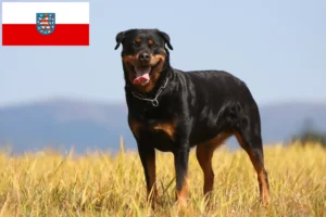 Lees meer over het artikel Rottweiler fokkers en pups in Thüringen