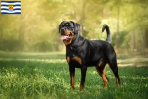 Lees meer over het artikel Rottweiler fokkers en pups in Zeeland