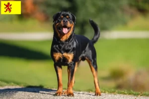 Lees meer over het artikel Rottweiler fokkers en pups in Zuid-Holland