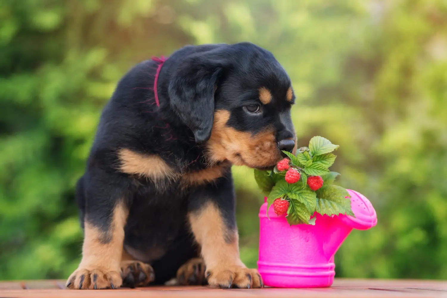 Een Rottweiler puppy kopen betekent verantwoordelijkheid nemen! Rottweiler puppy's kopen.