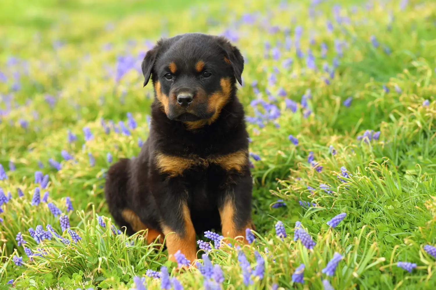 Een Rottweiler puppy kopen betekent verantwoordelijkheid nemen! Rottweiler puppy's kopen.